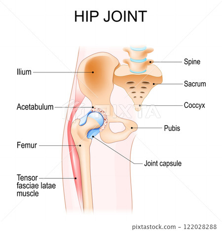 Hip joint anatomy 122028288