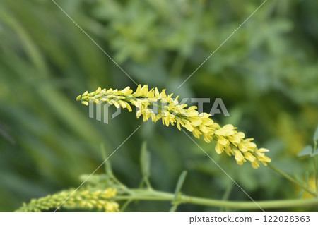 Yellow sweet clover 122028363