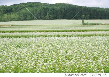 Buckwheat fields Hokuryu Town Buckwheat fields Hokuryu Town 122029134