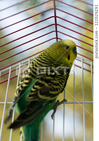 A vibrant budgie perched inside its cage, showcasing its striking green and yellow feathers. A vibrant budgie perched inside its cage, showcasing its striking green and yellow feathers. 122029291