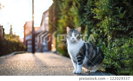 A beautiful cat in the setting sun - A moment in a quiet residential area AI-generated 122029337