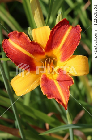 Beautiful dwarf daylily flower blooming Beautiful dwarf daylily flower blooming 122029351