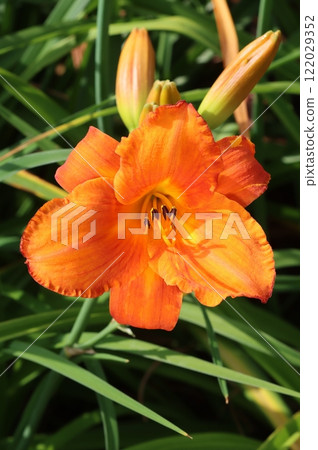 Beautiful lemon daylily flower blooming 122029352