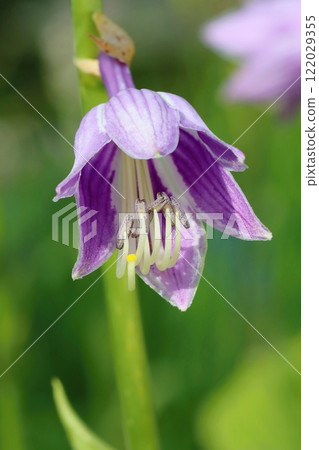 Beautiful fragrant plantain lily blooming Beautiful fragrant plantain lily blooming 122029355