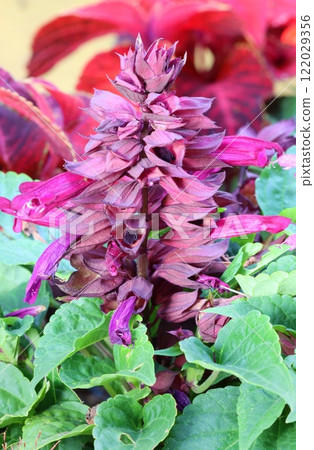 Beautiful scarlet sage flower blooming Beautiful scarlet sage flower blooming 122029356
