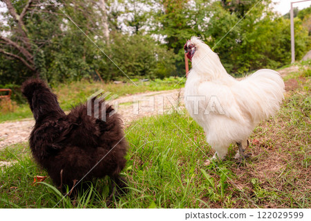Side view of chinese Silkie Brahma black chicken with rooster feeding at eco farm. Ethically Raised Chicken in Natural, Free-Range Farming 122029599