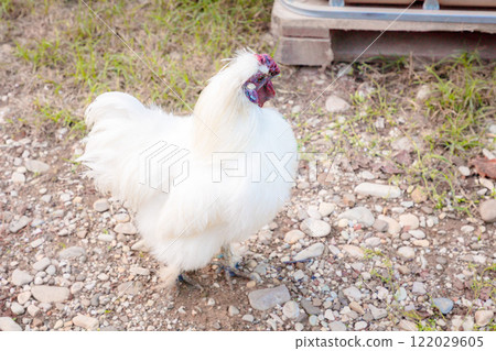 Top view of white chinese Silkie Brahma cock at farm. Sustainably Raised Chicken In Species-Appropriate Free-Range Husbandry Top view of white chinese Silkie Brahma cock at farm. Sustainably Raised Chicken In Species-Appropriate Free-Range Husbandry 122029605