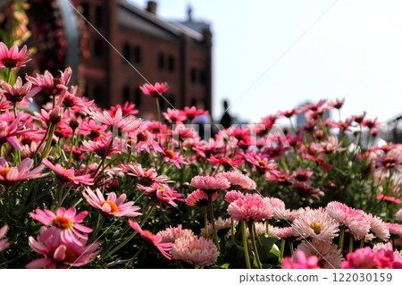 風景與非洲菊 122030159