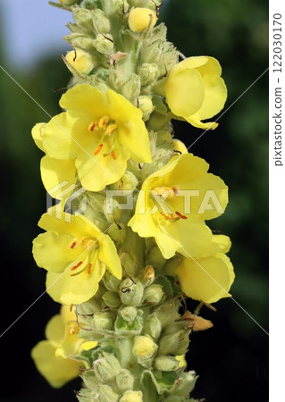 Beautiful healing denseflower mullein blooming Beautiful healing denseflower mullein blooming 122030170