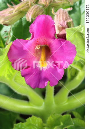 Curative devils claw flower blooming Curative devils claw flower blooming 122030171