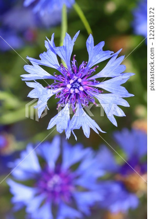 Curative blue cornflower in summer blooming Curative blue cornflower in summer blooming 122030172