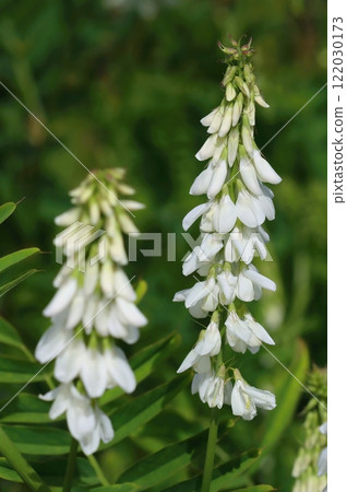 Curative white galega flower blooming Curative white galega flower blooming 122030173