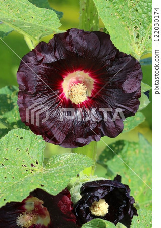 Curative common hollyhock flower blooming Curative common hollyhock flower blooming 122030174
