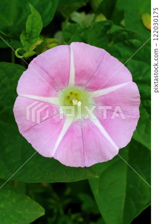 Curative hedge bindweed flower blooming Curative hedge bindweed flower blooming 122030175