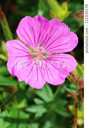 Healing bloody crane flower blooming Healing bloody crane flower blooming 122030176
