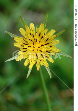 Curative yellow salsify flower blooming Curative yellow salsify flower blooming 122030180
