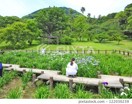 江戶菖蒲花園位於福岡縣福津市宮地岳神社境內 江戶菖蒲花園位於福岡縣福津市宮地岳神社境內 122030239