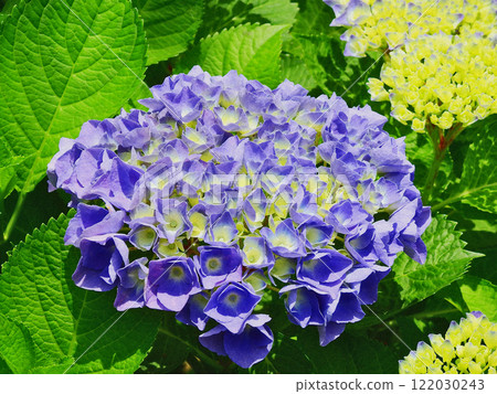 在夏天開花的美麗的藍紫色繡球花 在夏天開花的美麗的藍紫色繡球花 122030243