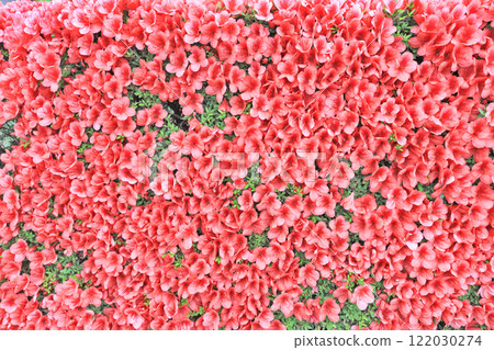 A field of cute red Kurume azalea flowers A field of cute red Kurume azalea flowers 122030274