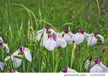 初夏開出美麗花朵的多年生植物鳶尾 122030282