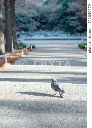Pigeons in the park Pigeons in the park 122030679