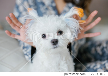 Woman playing with her maltese dog with colored ears on bed 122031012
