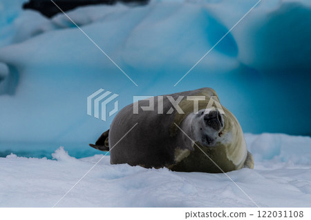 Crabeater Seal resting on a sheet of ice 122031108