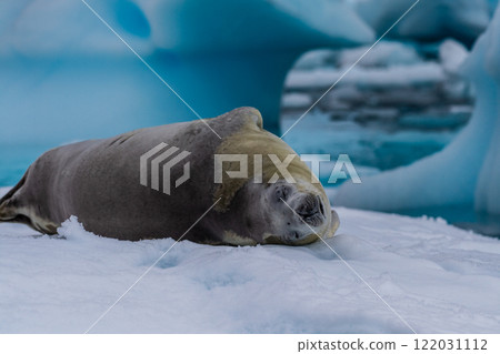 Crabeater Seal resting on a sheet of ice 122031112