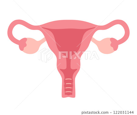 Female uterus illustration in flat style. Vector illustration 122031144