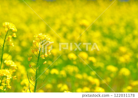 Rape flower of Yamamoto mountain plateau (Niigata) Rape flower of Yamamoto mountain plateau (Niigata) 122031178