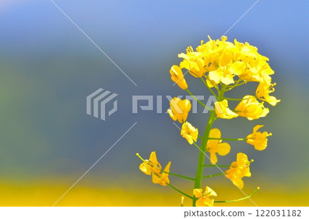 Rape flower of Yamamoto mountain plateau (Niigata) 122031182