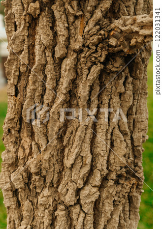 the trunk of a cork tree in the park. the loose texture of tree bark on the street the trunk of a cork tree in the park. the loose texture of tree bark on the street 122031341