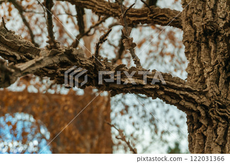 the trunk of a cork tree in the park. the loose texture of tree bark on the street the trunk of a cork tree in the park. the loose texture of tree bark on the street 122031366