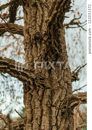 the trunk of a cork tree in the park. the loose texture of tree bark on the street the trunk of a cork tree in the park. the loose texture of tree bark on the street 122031372