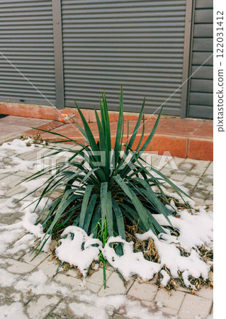 frozen flowers in the outdoor garden. bushes covered with snow frozen flowers in the outdoor garden. bushes covered with snow 122031412