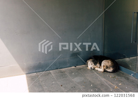 dog sleeping on street in istanbul. problem of stray animals in turkey 122031568
