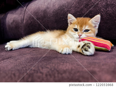 Playful kitten rests on a cozy couch with a colorful pillow in a comfortable living room setting 122031668