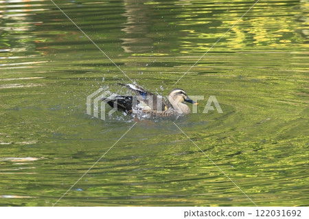 斑嘴鴨在水中嬉戲 122031692