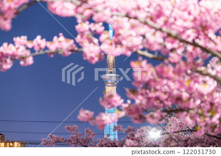 《Tokyo》Skytree and Kawazu cherry blossoms at night, Tokyo in spring 122031730