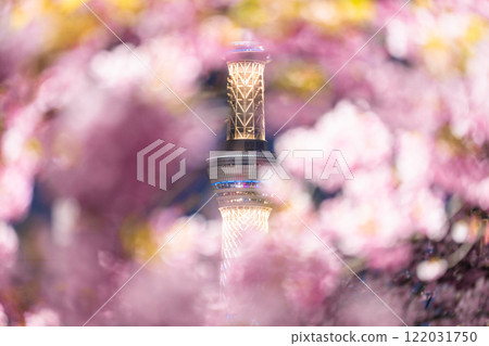 《Tokyo》Skytree and Kawazu cherry blossoms at night, Tokyo in spring 《Tokyo》Skytree and Kawazu cherry blossoms at night, Tokyo in spring 122031750