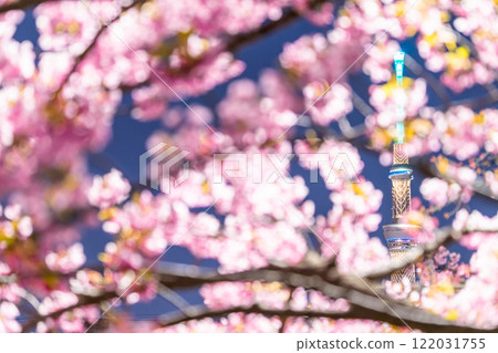 [東京]天空樹和河津櫻花的夜景/春天的東京 122031755