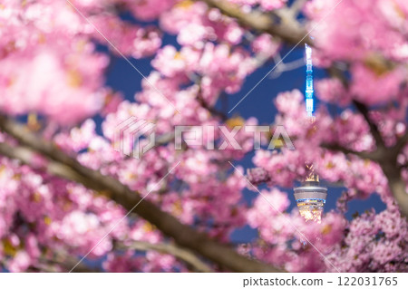 [東京]天空樹和河津櫻花的夜景/春天的東京 122031765