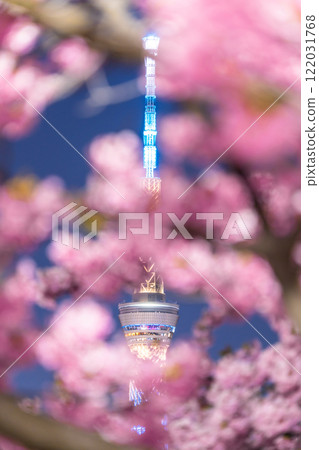 《Tokyo》Skytree and Kawazu cherry blossoms at night, Tokyo in spring 122031768