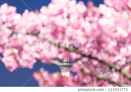 《Tokyo》Skytree and Kawazu cherry blossoms at night, Tokyo in spring 122031771