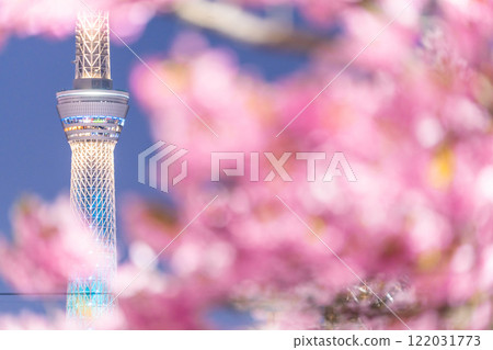 《Tokyo》Skytree and Kawazu cherry blossoms at night, Tokyo in spring 122031773