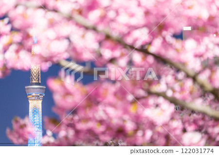 《Tokyo》Skytree and Kawazu cherry blossoms at night, Tokyo in spring 《Tokyo》Skytree and Kawazu cherry blossoms at night, Tokyo in spring 122031774