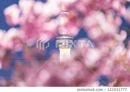 《Tokyo》Skytree and Kawazu cherry blossoms at night, Tokyo in spring 《Tokyo》Skytree and Kawazu cherry blossoms at night, Tokyo in spring 122031777