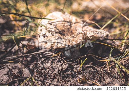 Poplar mushroom. Conditionals edible mushroom. Mushrooms of the Tricholomataseae surnames. Macro mushroom of photographs Poplar mushroom. Conditionals edible mushroom. Mushrooms of the Tricholomataseae surnames. Macro mushroom of photographs 122031825