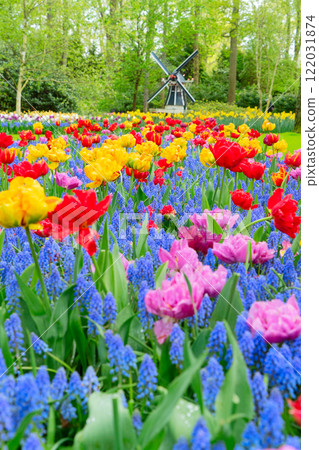 one dutch windmill over tulips one dutch windmill over tulips 122031874