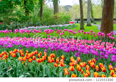 Rows of tulip flowers Rows of tulip flowers 122031880